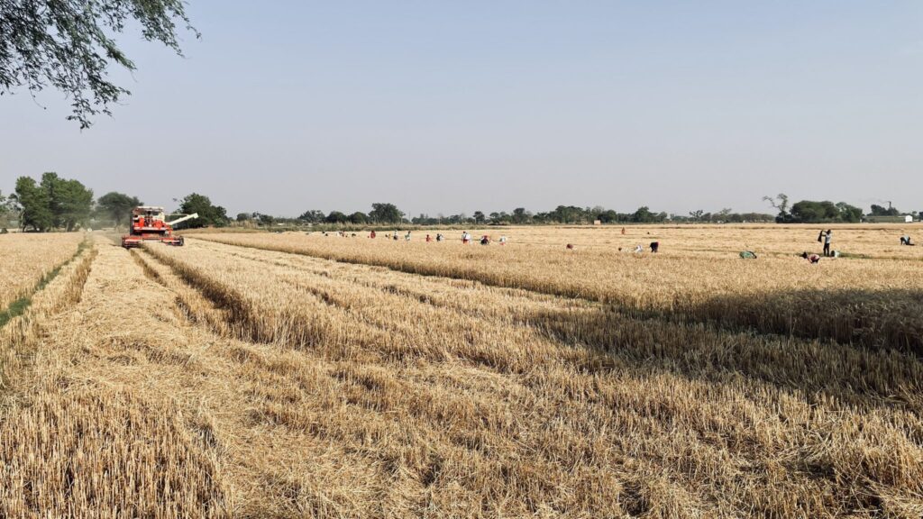 A golden wheat field in Ballia, Uttar Pradesh, India, being harvested by a combine harvester under the warm summer sun, with workers in the distance.